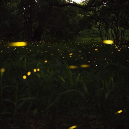 Fireflies