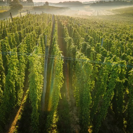 Hop field view from top with morning fog background