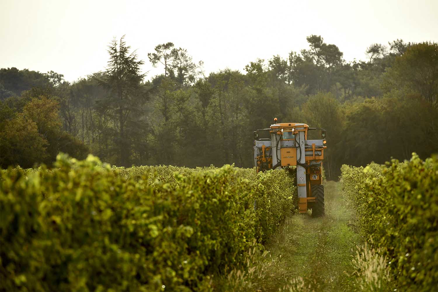 Ugni Blanc and Baco grapes varieties, used in the making of Armagnac, harvested in Parleboscq, France