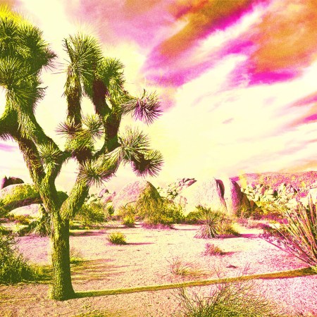 Joshua Tree