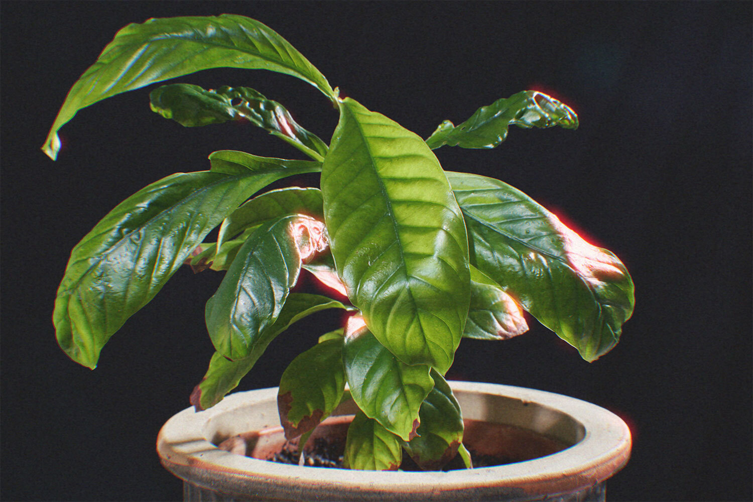 A small, green Psychotria viridis bush, the leaves of which are used when brewing ayahuasca