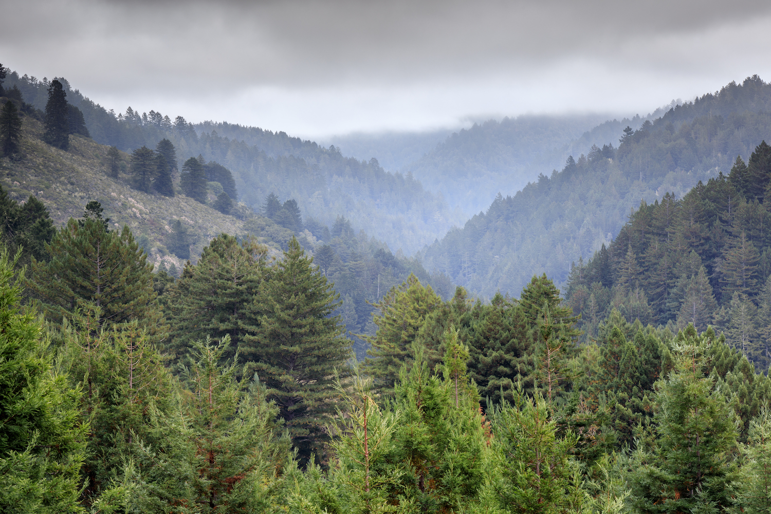 trees in a forest in fog