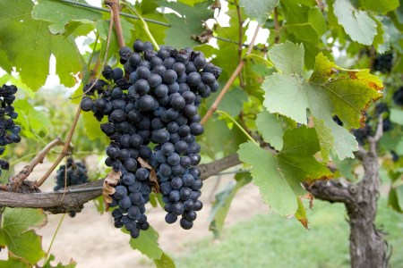 Shiraz grapes