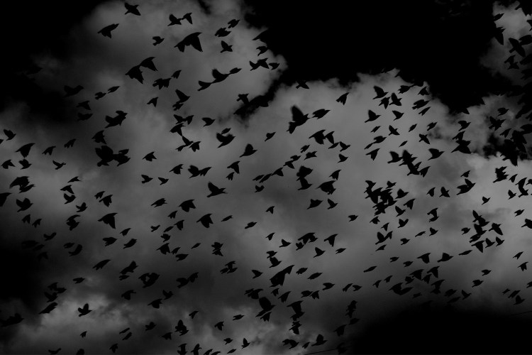 A flock of birds moves across a spooky sky.