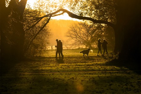 A group of early-morning walkers pass through sunlit forest. Here's why morning light can be so good for your mental health.