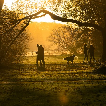 A group of early-morning walkers pass through sunlit forest. Here's why morning light can be so good for your mental health.