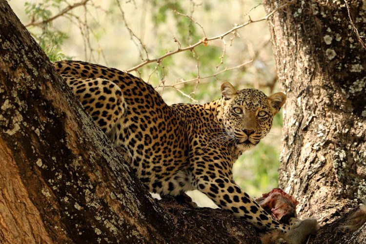 Safari along the Zambezi